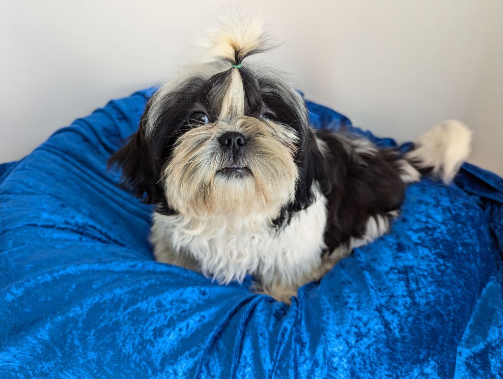 Des Fleurs De Shanghai - Chiot disponible  - Shih Tzu