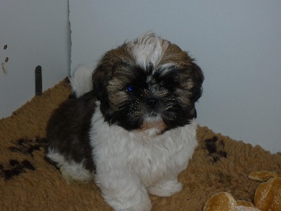 Des Fleurs De Shanghai - Mâles shih tzu de disponible